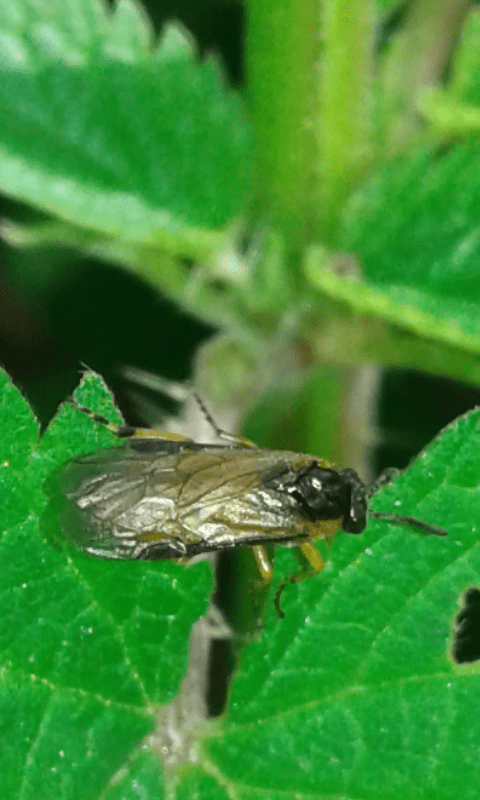 Tenthredinidae :  Athalia da ID
